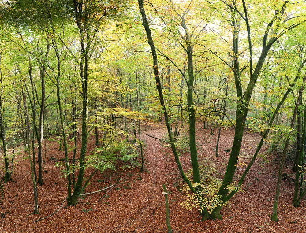 Forêt 8 - Hauteur d'Automne